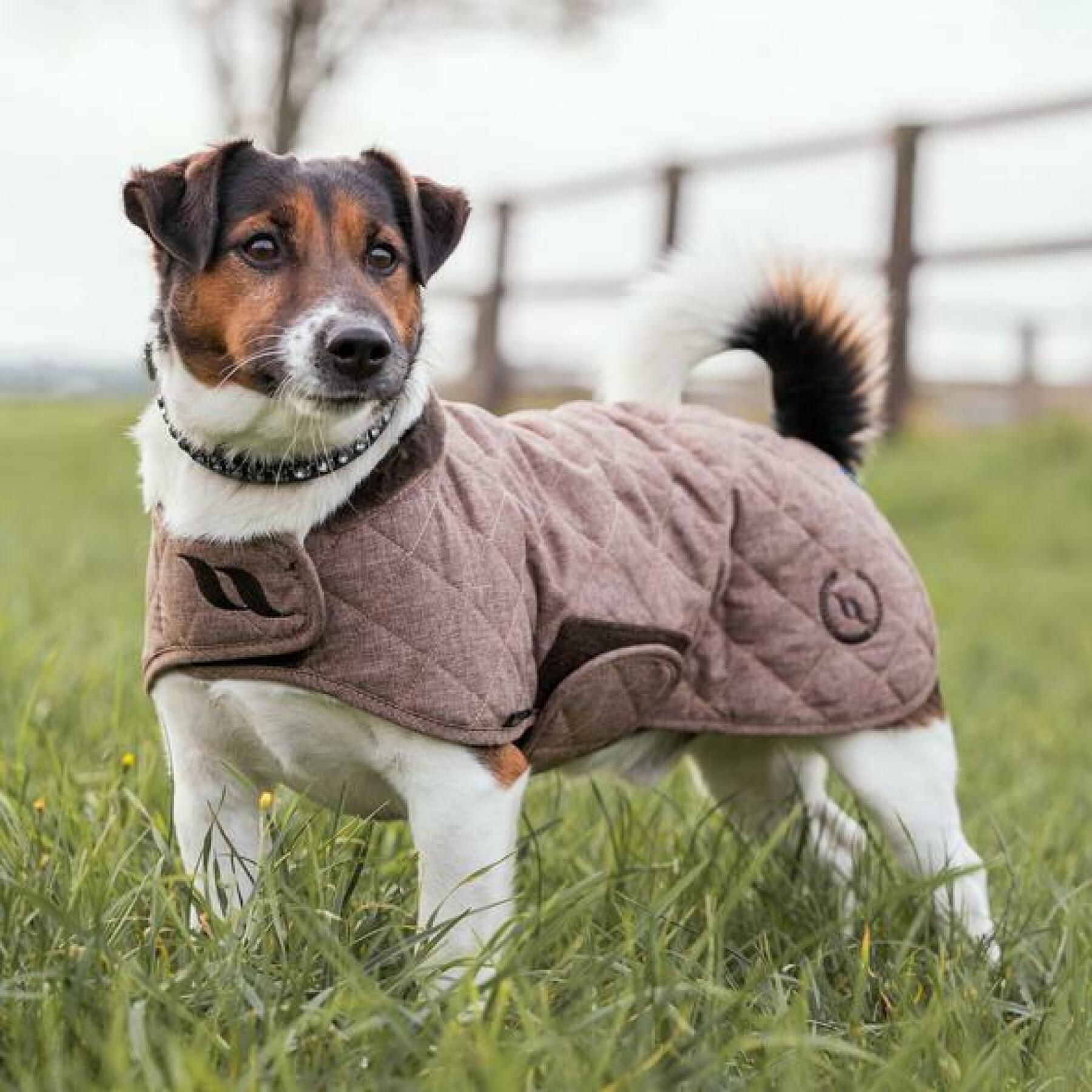 Dog coat Back on Track haze collection 25